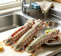 Fresh Mantis Shrimp